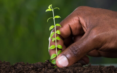 Investing in African Agriculture: Navigating Risks and Rewards with Up-Valley Consulting
